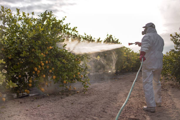 Best Pest Control Near Me  in St Hedwig, TX