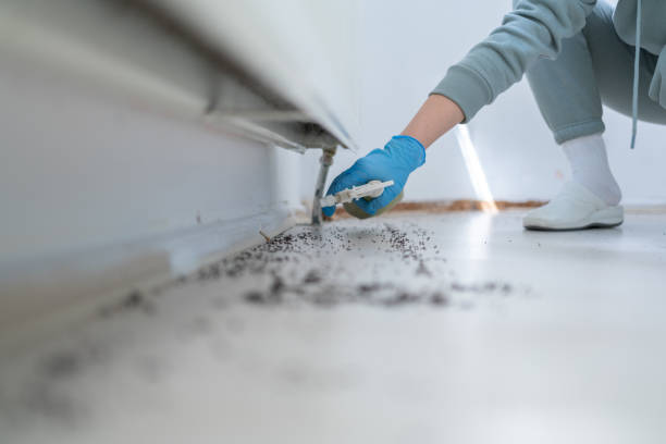 Wasp Removal Services in St Hedwig, TX